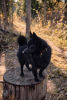 Additional photos: Schipperke Venya is looking for a home.