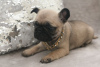 Photo №3. Purebred Pug puppies with Pedigree available now. Germany