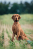 Photo №1. vizsla - for sale in the city of Minsk | 600$ | Announcement № 120593