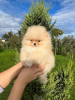 Photo №2 to announcement № 27900 for the sale of pomeranian - buy in Germany private announcement