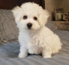 Photo №1. bichon frise - for sale in the city of Tallinn | negotiated | Announcement № 42690