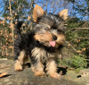 Photo №1. beaver yorkshire terrier - for sale in the city of North Miami | negotiated | Announcement № 99314