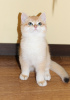 Photo №1. british shorthair - for sale in the city of New York | 33$ | Announcement № 77686