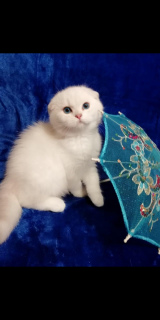 Photo №2 to announcement № 5499 for the sale of scottish fold - buy in Russian Federation from nursery