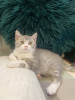 Photo №1. british shorthair - for sale in the city of Yorkley | 350$ | Announcement № 106252