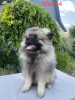 Photo №2 to announcement № 65719 for the sale of german spitz - buy in Ukraine from nursery, breeder