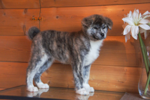 Photo №2 to announcement № 4653 for the sale of akita - buy in Russian Federation breeder