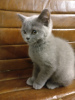 Additional photos: Stunning Chunky British blue female & Male Kittens