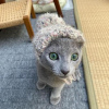 Photo №2 to announcement № 119527 for the sale of russian blue - buy in Finland private announcement, breeder