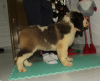 Photo №4. I will sell st. bernard in the city of Москва. private announcement - price - negotiated