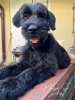 Additional photos: Giant Schnauzer puppies (3 months)