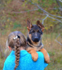 Photo №3. German Shepherd puppies. FCI.. United States