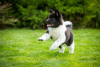Photo №4. I will sell american akita in the city of Dnipro. breeder - price - 1414$