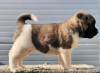 Additional photos: American Akita, puppies