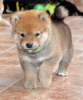 Photo №3. Shiba Inu puppies. Serbia