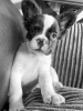 Photo №1. french bulldog - for sale in the city of Филадельфия | 2800$ | Announcement № 25985