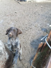 Additional photos: Dradhaar puppies for sale