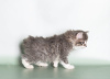 Additional photos: Kuril bobtail kittens for sale