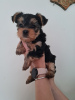 Photo №1. yorkshire terrier - for sale in the city of Франкфурт-на-Майне | 317$ | Announcement № 103529