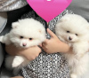 Photo №2 to announcement № 119496 for the sale of pomeranian - buy in Germany private announcement