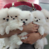 Photo №1. pomeranian - for sale in the city of Гамбург | 350$ | Announcement № 44533