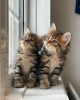 Photo №1. maine coon - for sale in the city of Warsaw | 264$ | Announcement № 120206