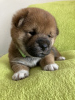 Photo №1. shiba inu - for sale in the city of Kiev | 2042$ | Announcement № 9956