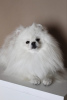 Photo №4. I will sell pomeranian in the city of Vilnius. breeder - price - negotiated