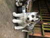 Photo №1. siberian husky - for sale in the city of Munich | 423$ | Announcement № 114668