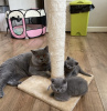 Additional photos: British shorthair kittens
