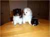 Photo №1. pomeranian - for sale in the city of Калифорния Сити | negotiated | Announcement № 76550