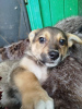 Photo №3. Short-legged Lusha is looking for a home!. Russian Federation