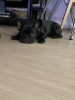 Photo №1. french bulldog - for sale in the city of Vantaa | 1268$ | Announcement № 70201