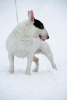 Photo №1. bull terrier - for sale in the city of Minsk | 1785$ | Announcement № 9802