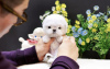 Photo №2 to announcement № 99624 for the sale of maltese dog - buy in United States breeder