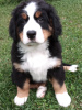 Photo №4. I will sell bernese mountain dog in the city of Жуков. private announcement - price - 675$