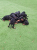 Photo №2 to announcement № 10968 for the sale of dobermann - buy in Finland private announcement