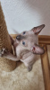 Photo №2 to announcement № 64325 for the sale of sphynx-katze - buy in Russian Federation private announcement