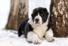 Photo №2 to announcement № 36515 for the sale of central asian shepherd dog - buy in Belarus breeder
