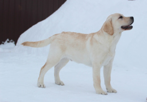 Photo №2 to announcement № 1758 for the sale of labrador retriever - buy in Russian Federation from nursery