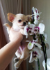 Photo №1. chihuahua - for sale in the city of Munich | 423$ | Announcement № 104011