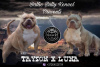 Photo №1. american bully - for sale in the city of Vilnius | 3120$ | Announcement № 30250