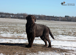Photo №2 to announcement № 4392 for the sale of labrador retriever - buy in Ukraine from nursery