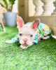 Photo №1. french bulldog - for sale in the city of Lyon | negotiated | Announcement № 118737