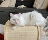 Photo №1. ragdoll - for sale in the city of Munich | 317$ | Announcement № 105184
