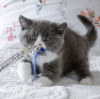 Photo №2 to announcement № 101743 for the sale of british shorthair - buy in Germany private announcement, breeder
