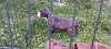 Photo №2 to announcement № 105679 for the sale of american staffordshire terrier - buy in Serbia private announcement