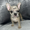 Photo №3. French Bulldog Puppies. United States