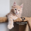 Photo №3. Maine Coon in mittens. polydactyl. Russian Federation