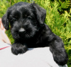 Photo №2 to announcement № 11112 for the sale of giant schnauzer - buy in Ukraine breeder